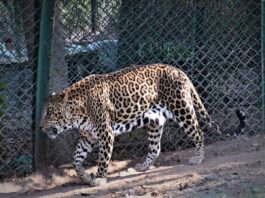 Dead leopard discovered in Telangana's dumping yard