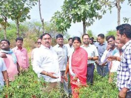 Farmers in Warangal devastated by recent hailstorm