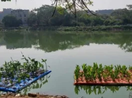 Floating Wetlands to Revitalize Hyderabad's Lakes