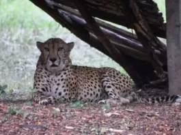 Heart Attack Claims Life of Nehru Zoological Park's Last Cheetah in Hyderabad