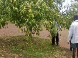 Mango and Paddy Crops Suffer Significant Damage Due to Heavy Rains and Hailstorm