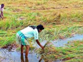 Seasonal Rains Cause Crop Loss, Severely Affecting Farmers in Telangana