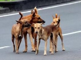 Street Dog Attack on Child in Hyderabad - Another Tragic Incident