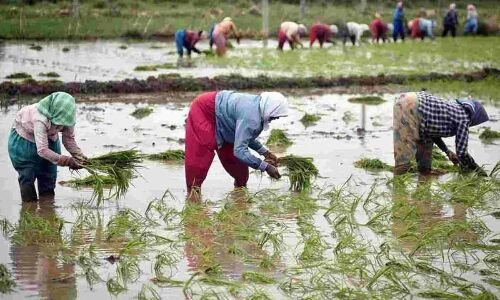 Telangana leads in paddy procurement during Yasangi season: A report