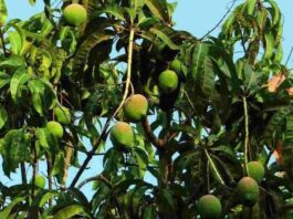 Untimely Rains Spoil Hyderabad's Mango Crop, Disappointing Mango Lovers