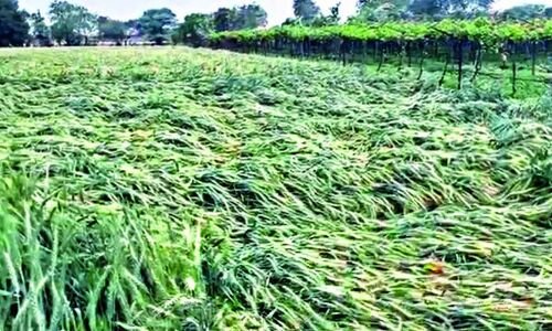 Farmers in Telangana worried as more rain is predicted.