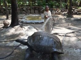 Nehru Zoological Park in Hyderabad prepares animals to combat summer heat with proper arrangements in place.