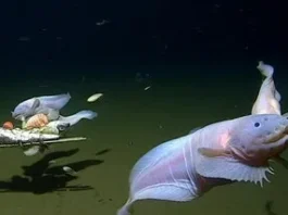 Scientists in Japan Catch Deepest Fish Ever Recorded at 8 km Below Sea Level - Watch the Incredible Discovery!