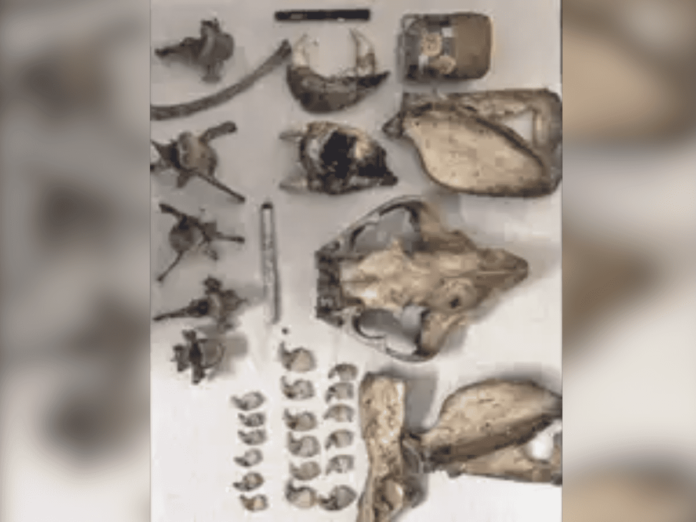 Six poachers arrested and tiger bones seized in Telangana.