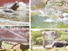 Steps taken by Hyderabad's City Zoo to combat the scorching heat.