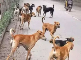 Stray Dogs Attack and Kill 20 Sheep in Nirmal, Leaving 5 in Critical Condition