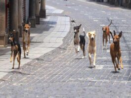 "Street Dogs Found Surrounding Body of Deceased 60-Year-Old Man from Andhra Pradesh"