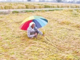 Sukhbir Singh Badal, SAD Chief, Demands Rs 50,000 per Acre as Compensation for Crop Loss