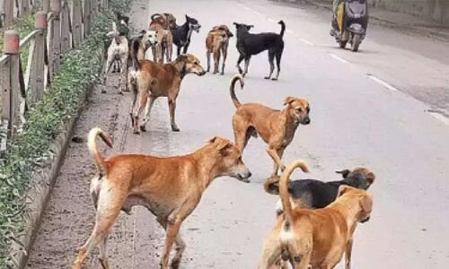 14 people, including children, injured in Mahabubabad due to stray dog attacks.