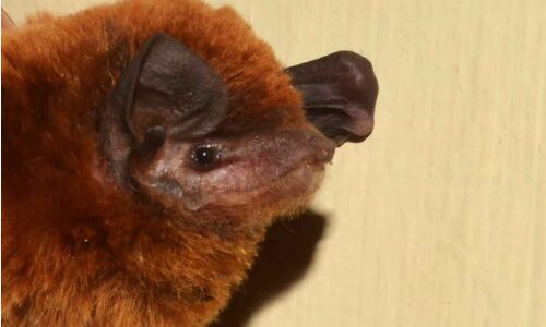 A new species of bat identified by a zoologist from Osmania University in Hyderabad