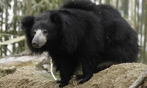 Sloth bear rescued in Telangana and released into the forest.