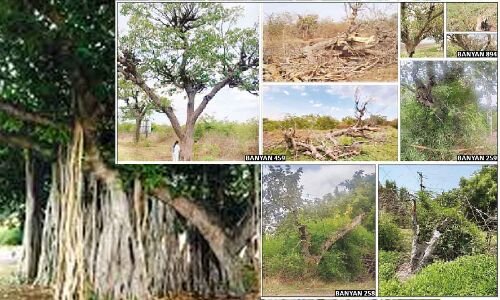 Banyan trees in Chevella on the verge of dying out