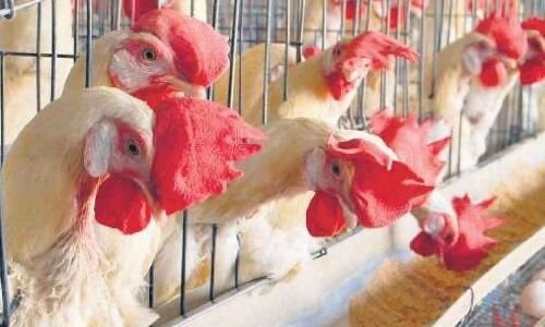 Hyderabad witnesses all-time high in chicken prices