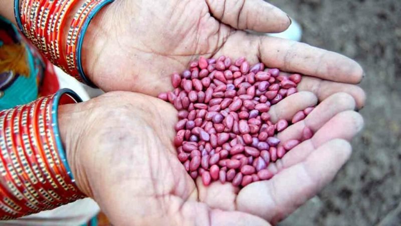 Agriculture | Farmers Alerted: Pay Attention to These Precautions Before Buying Seeds!