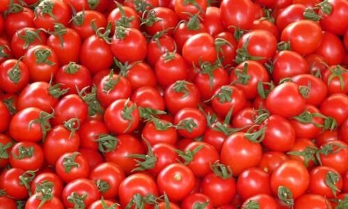 Discounted Tomato Sales to be Offered by Centre in Delhi and Other Cities