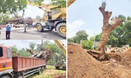 SCCL's Green Initiative in Khammam Protects Trees from Being Cut Down