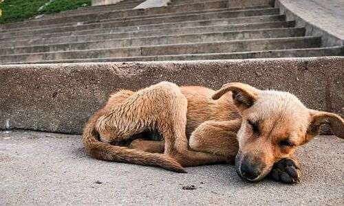 Show compassion for homeless dogs on International Dog Day today