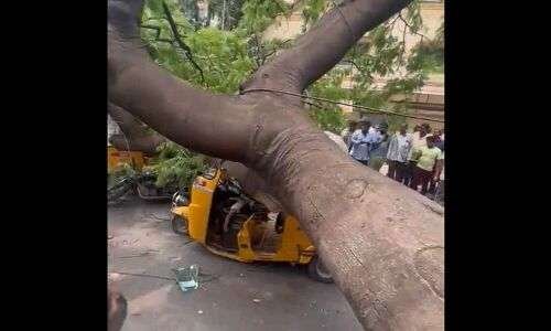 Fatality in Hyderabad as tree collapses on stationary auto in Hyderguda