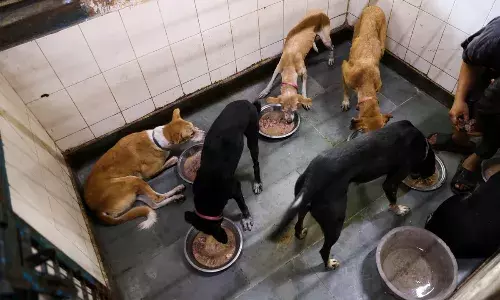 Stray dogs in Delhi to be returned to their respective areas