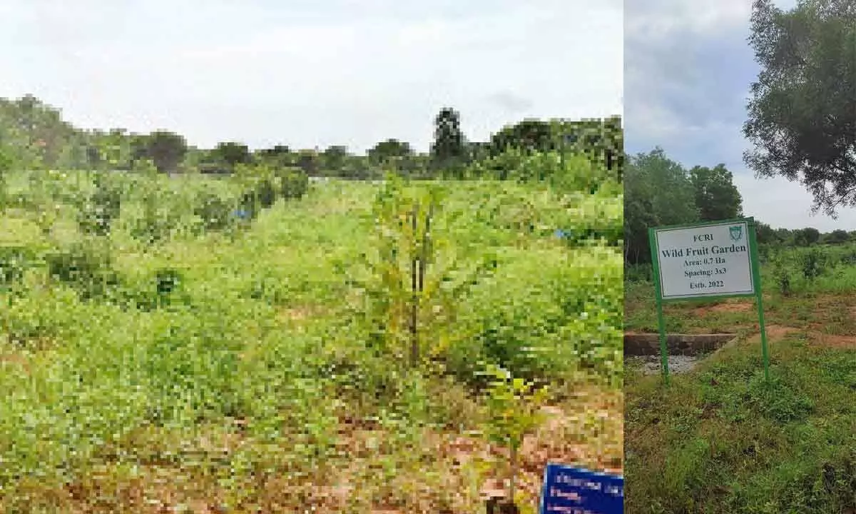 FCRI constructs protected sanctuary for preserving endangered wild fruit species in Hyderabad