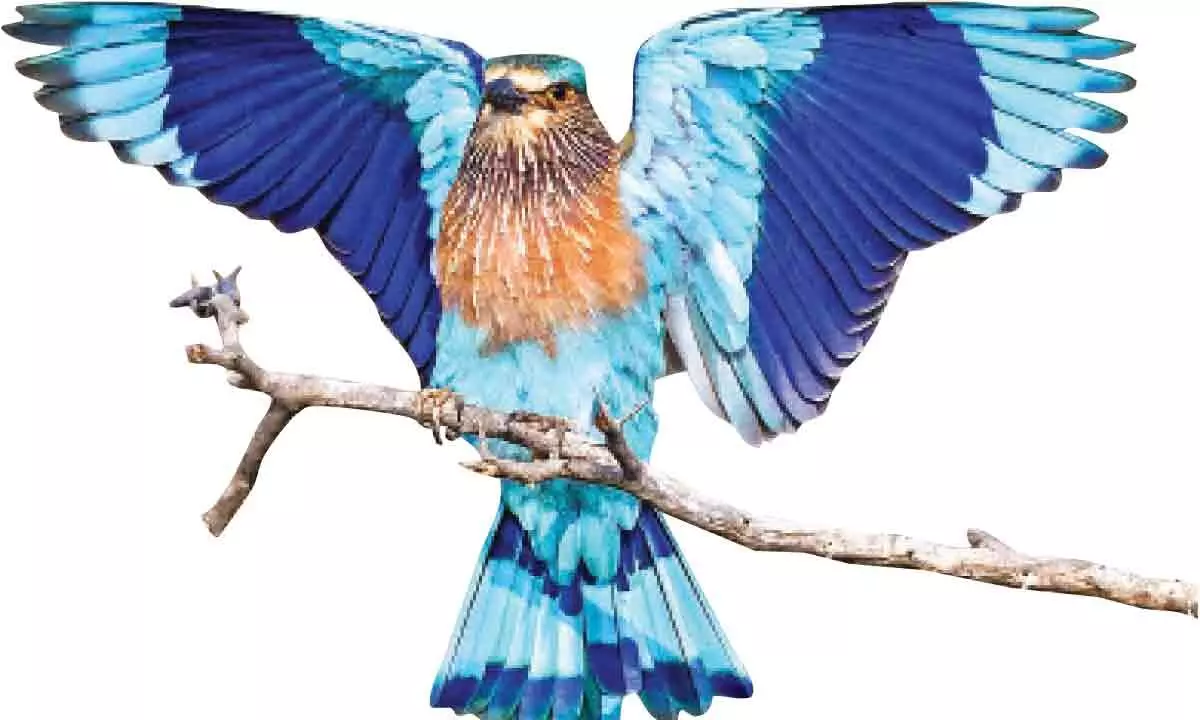 Palapitta, the State bird of Hyderabad, pleads for recognition