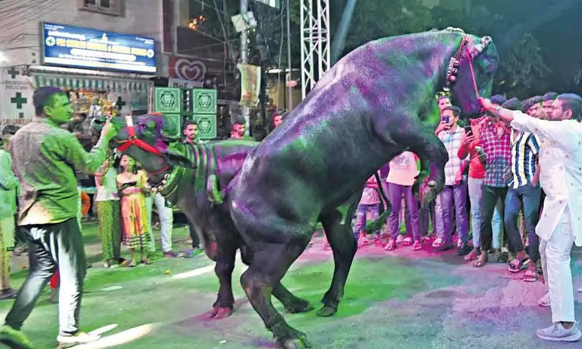 Hyderabad: Sadar Festival celebrated with great enthusiasm in the city