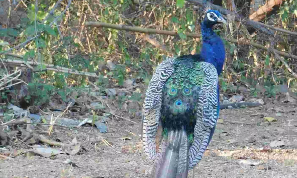 KBR Park in Hyderabad Records a Count of 565 Peacocks