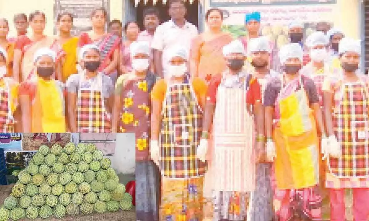 Tribals and women in State find lucrative income in Hyderabad's custard apple cultivation