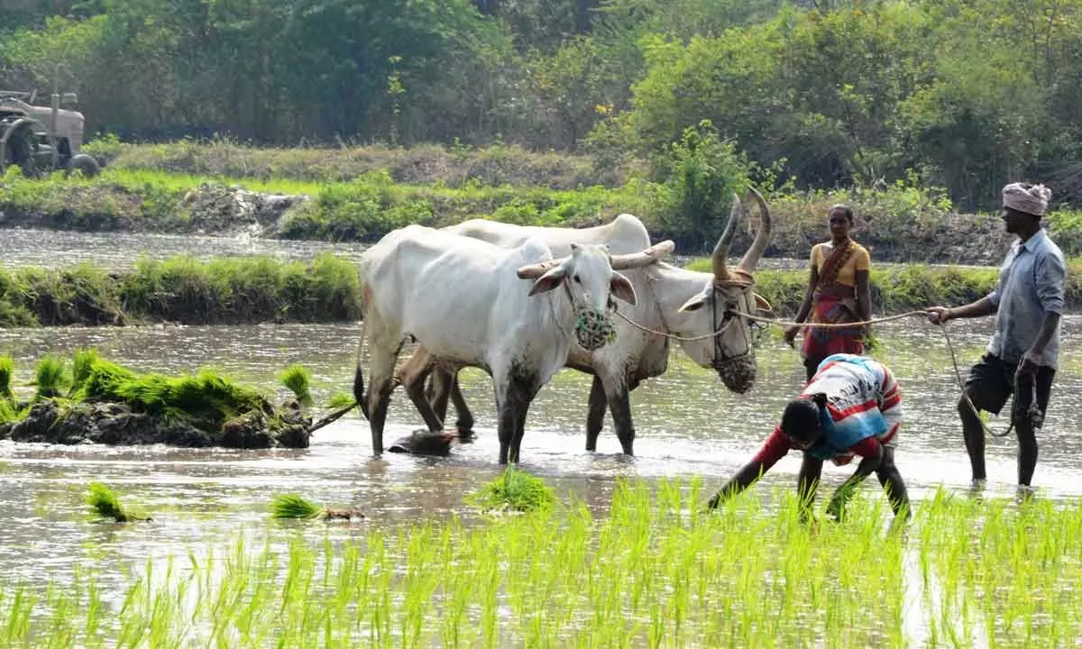 TS commences agricultural activity for Rabi season