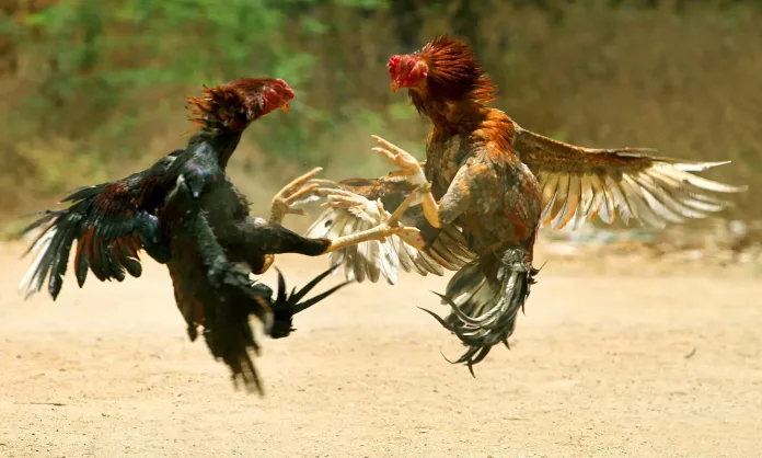 Cockfights in Godavari districts adorn the festivities of Sankranti