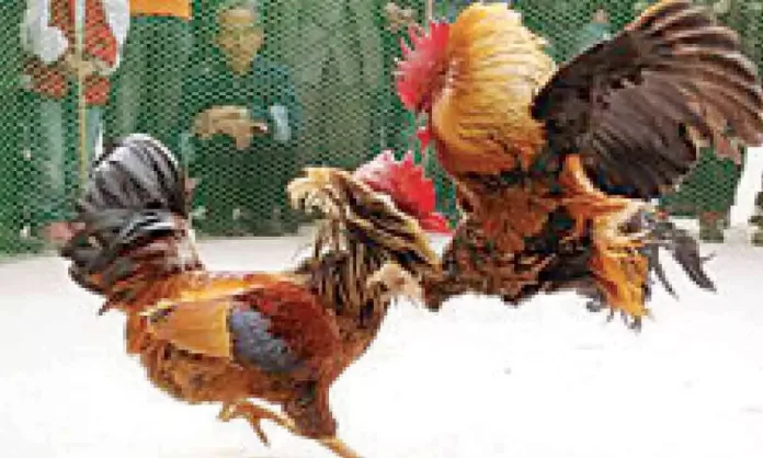 HSI encourages citizens to report cockfighting events before Sankranti festivities