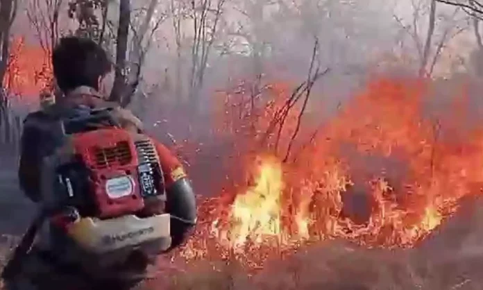 Nallamalla Forest Ravaged by Wildfire