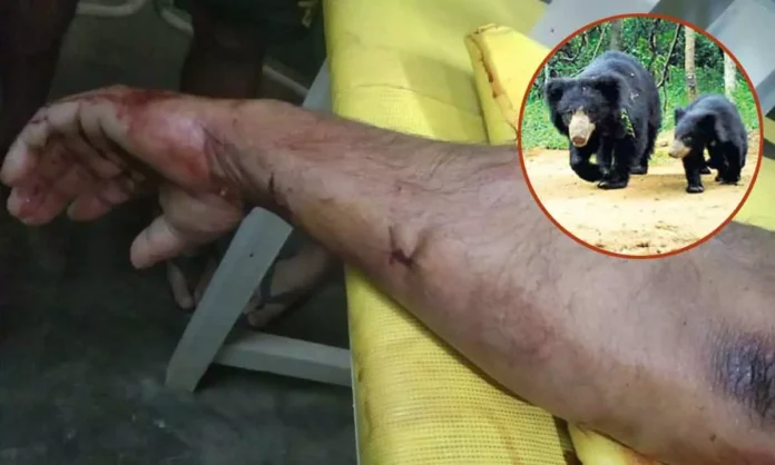 Company employee in Nagarkurnool attacked by bear