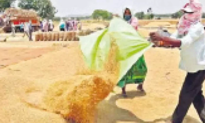 Government earns a significant profit of Rs 1.1 billion from paddy auction revenue.