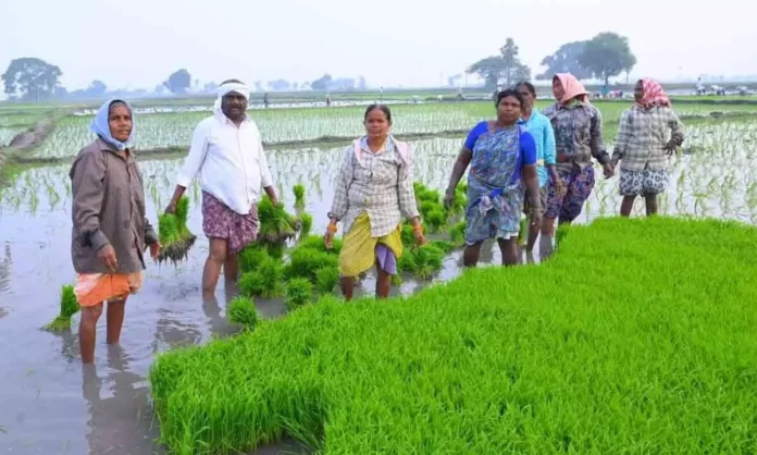 Paddy distribution in Wanaparthy plagued by corruption