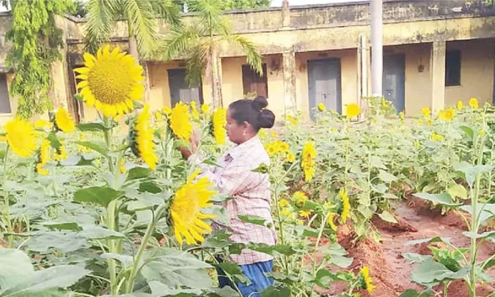 Telangana government urged to purchase sunflower crop at MSP of Rs 6,760