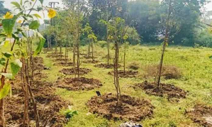 What is the fate of 2.87 crore saplings?