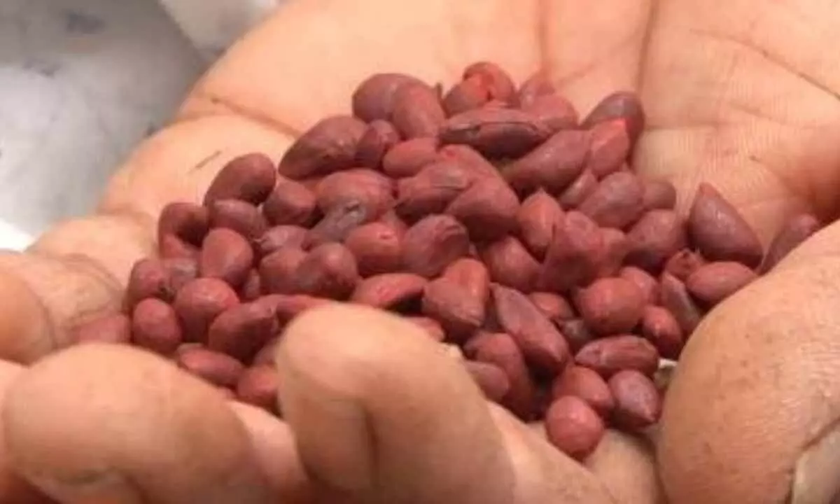 Can counterfeit seeds be eliminated to protect farmers?