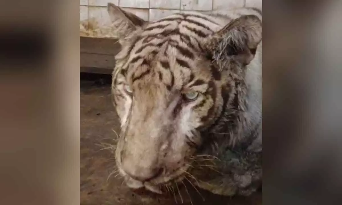 City Zoo Mourns Loss of White Bengal Tiger Due to Renal Failure