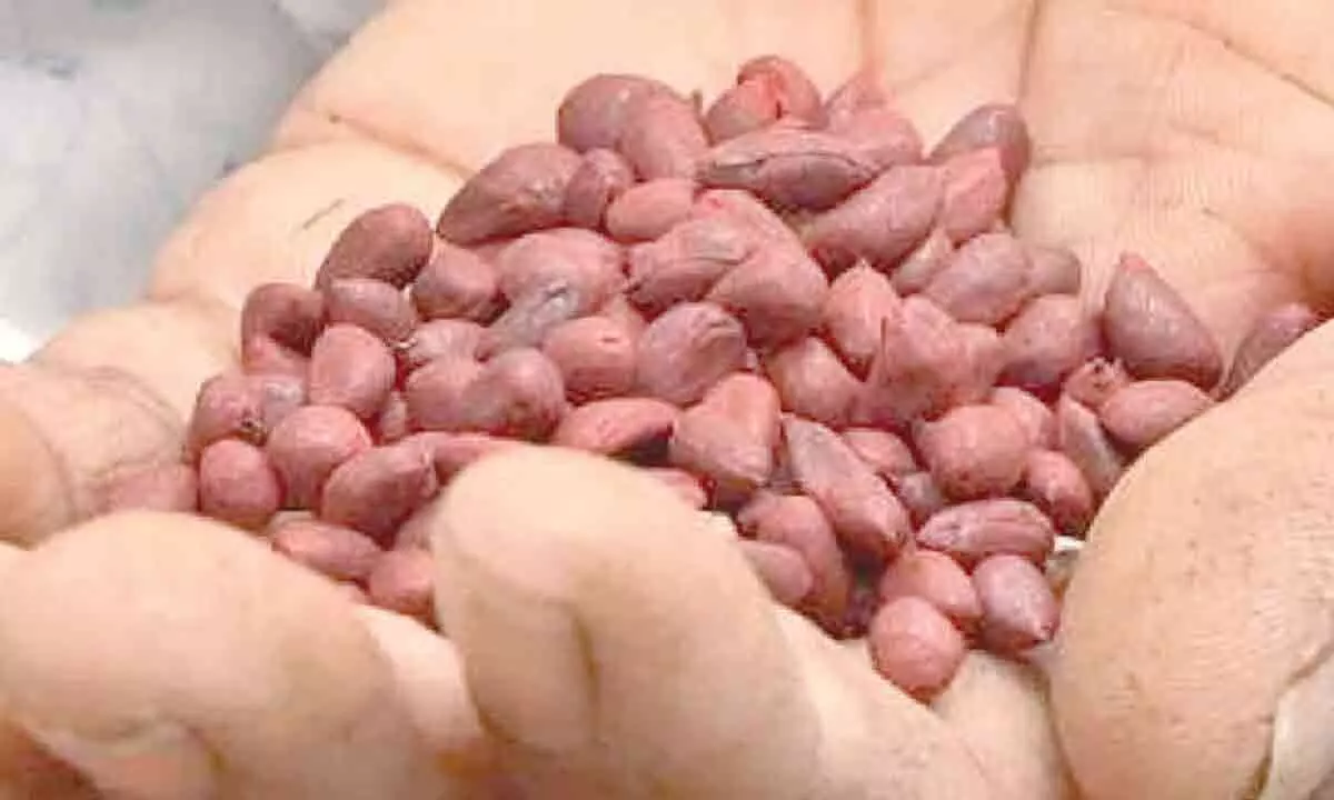 Farmers in Gadwal demand government intervention to address counterfeit seed sales