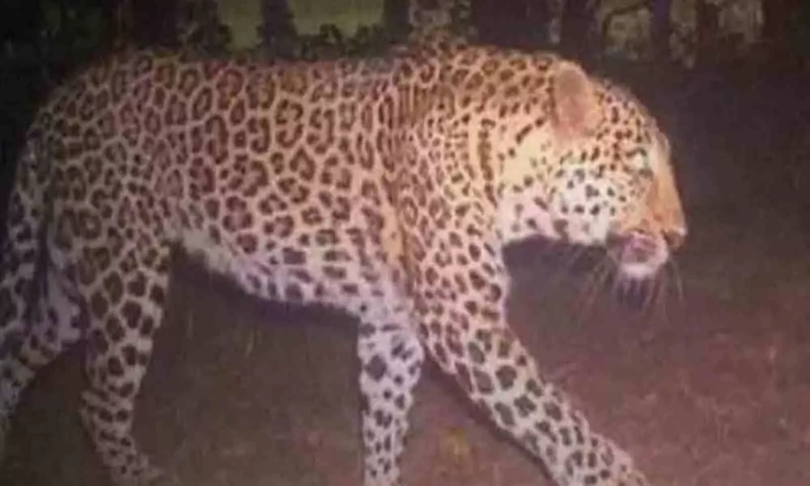 Leopard captured roaming around Shamshabad airport in Hyderabad