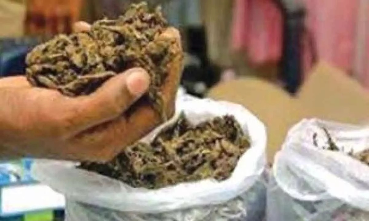 Police apprehend gang smuggling marijuana in tamarind sacks