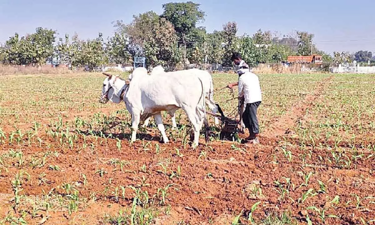 Farmers are worried due to lack of rainfall