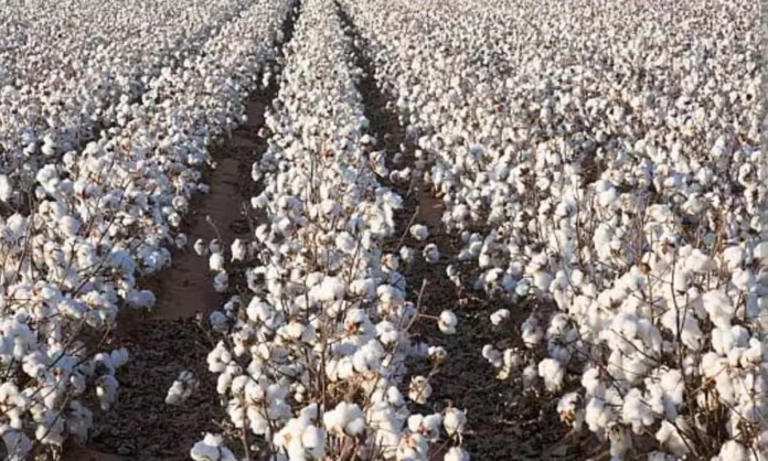 Rapidly growing cotton production