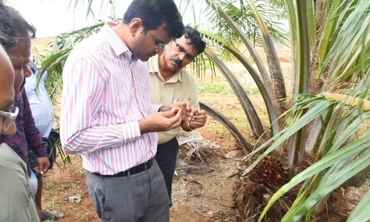 DC BM Santhosh Calls for Increased Oil Palm Cultivation